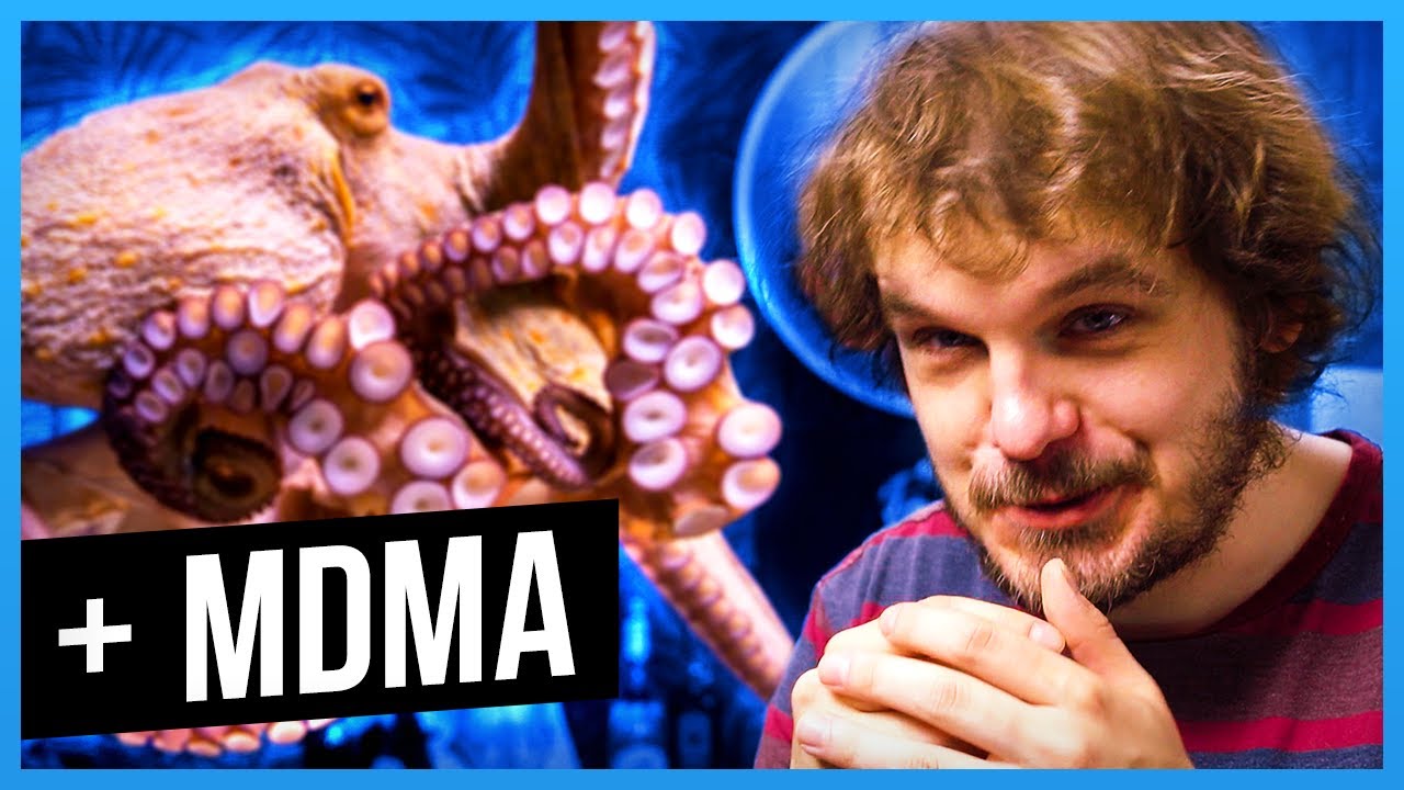 Was ein Oktopus auf MDMA mit unserem Verhalten zu tun hat