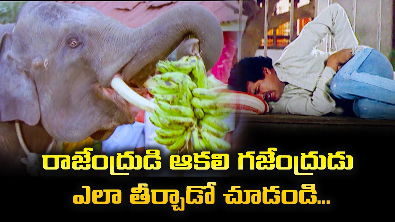 రాజేంద్రుడి ఆకలి తీర్చిన గజేంద్రుడు ... | Rajendrudu Gajendrudu | ETV