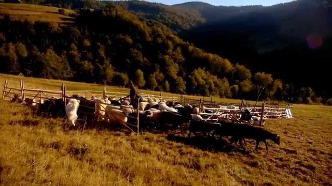 Dziewieć Sił Karpackiej Przyrody. Karpaty Łączą