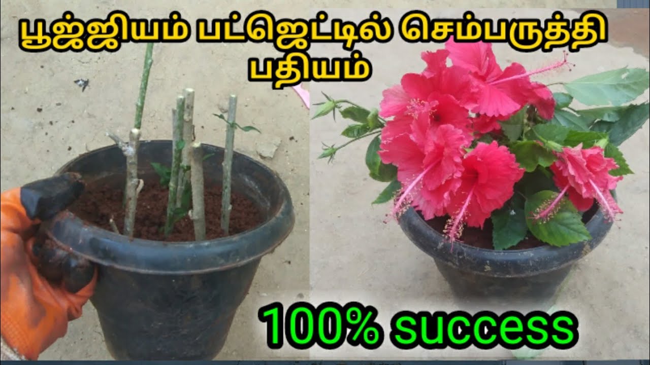 செம்பருத்தி செடி பதியம் மற்றும் பராமரிப்பு | hybiscus plant propagation and caring