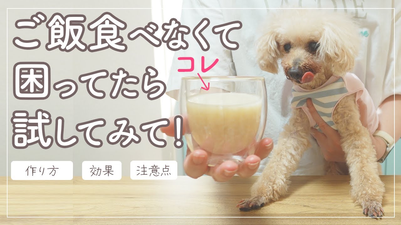 【犬にもOK？甘酒の作り方】ご飯食べない愛犬16歳が甘酒で改善！｜美容・夏バテ予防に人も犬も飲める甘酒の効果｜飲む点滴｜簡単！血管の若返りレシピ｜シニア犬｜老犬｜高齢犬｜アラフィフ｜一人暮らし