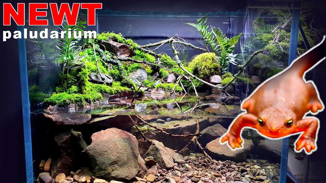 NEWT PALUDARIUM WATERFALL SETUP: *FINISHED* || MD FISH TANKS