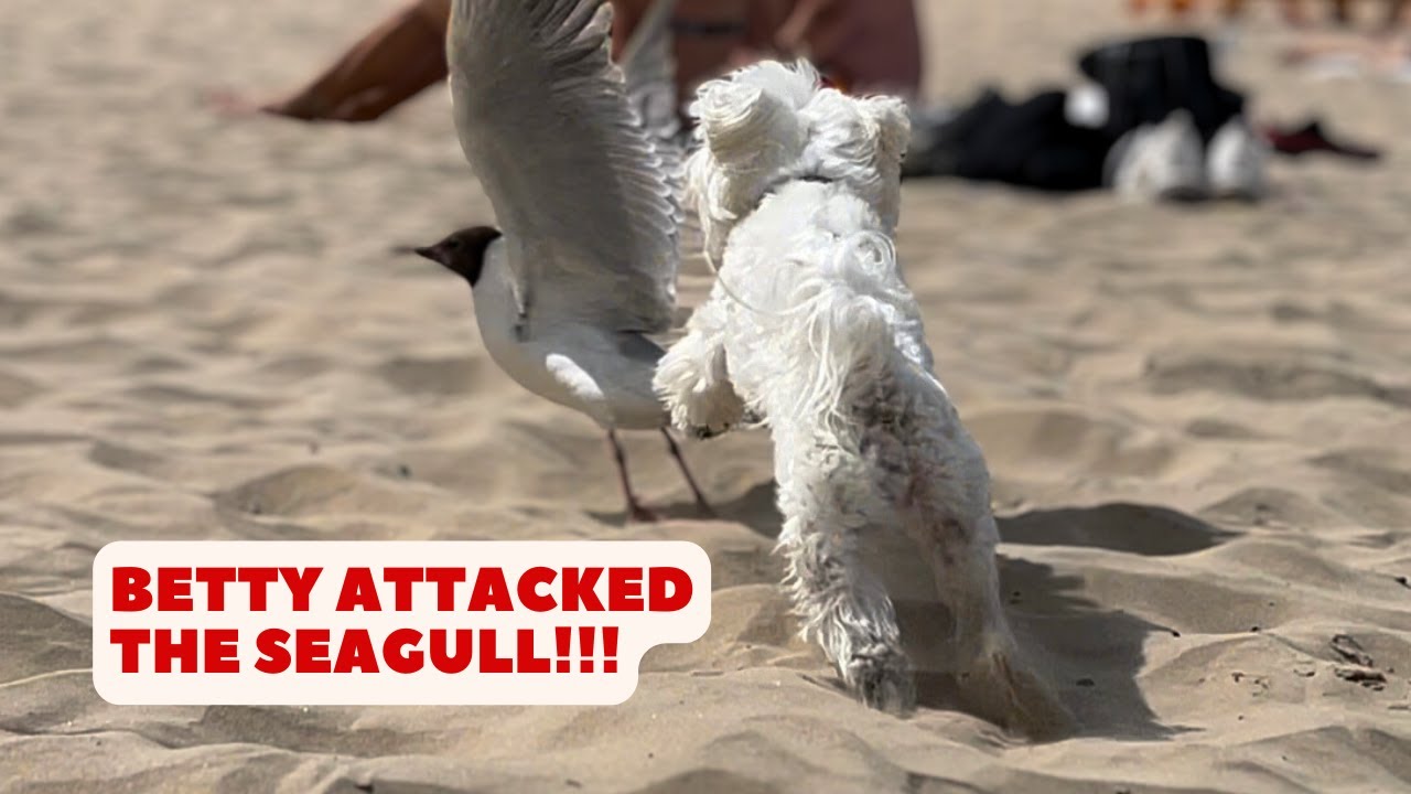 My Maltese Dog On The Beach!🤯