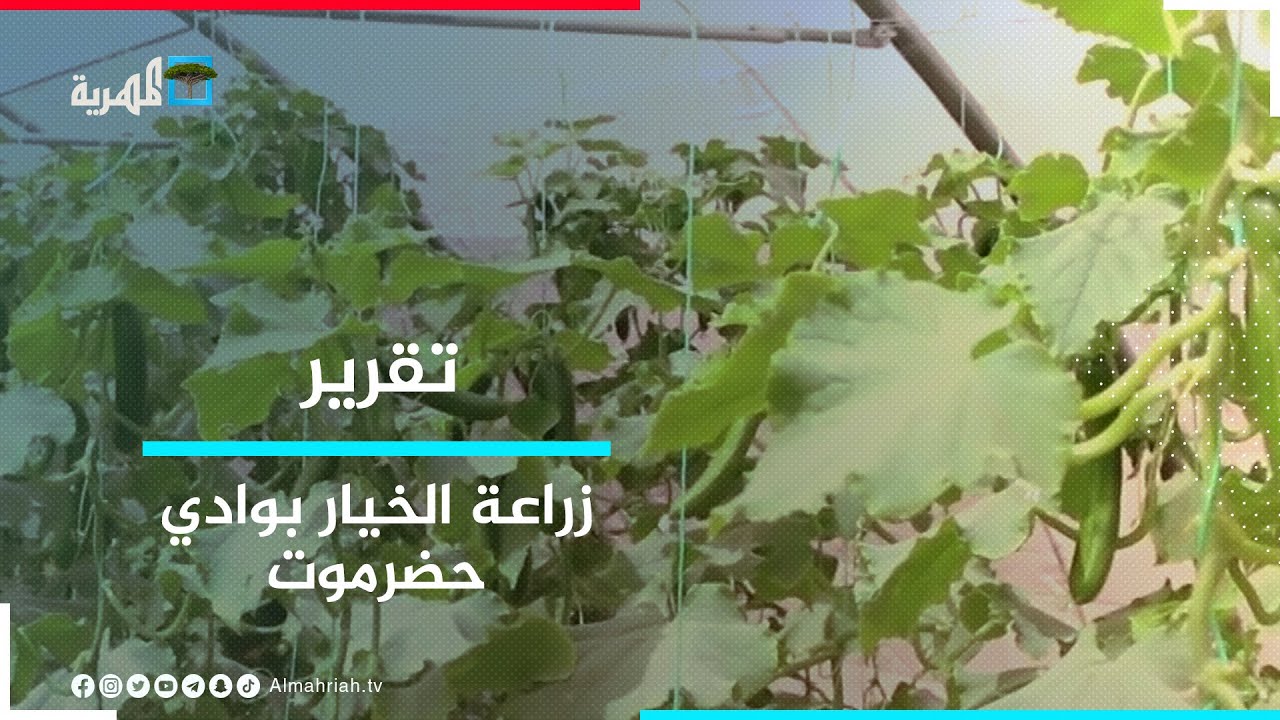 زراعة الخيار تحت ظروف البيوت المحمية بوادي حضرموت