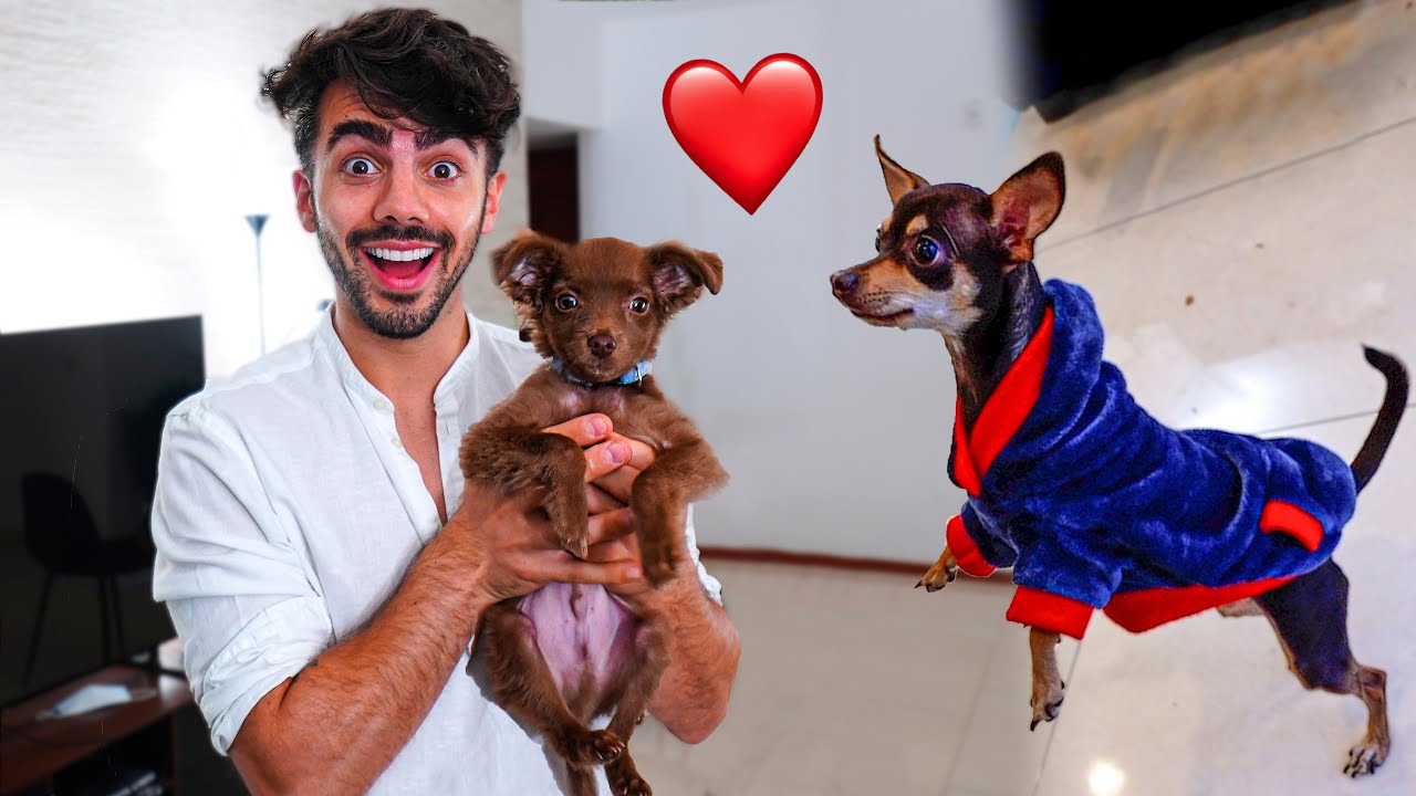 LE CONSIGO UN NOVIO A LA PERRA DE MIS VECINOS! 🐶