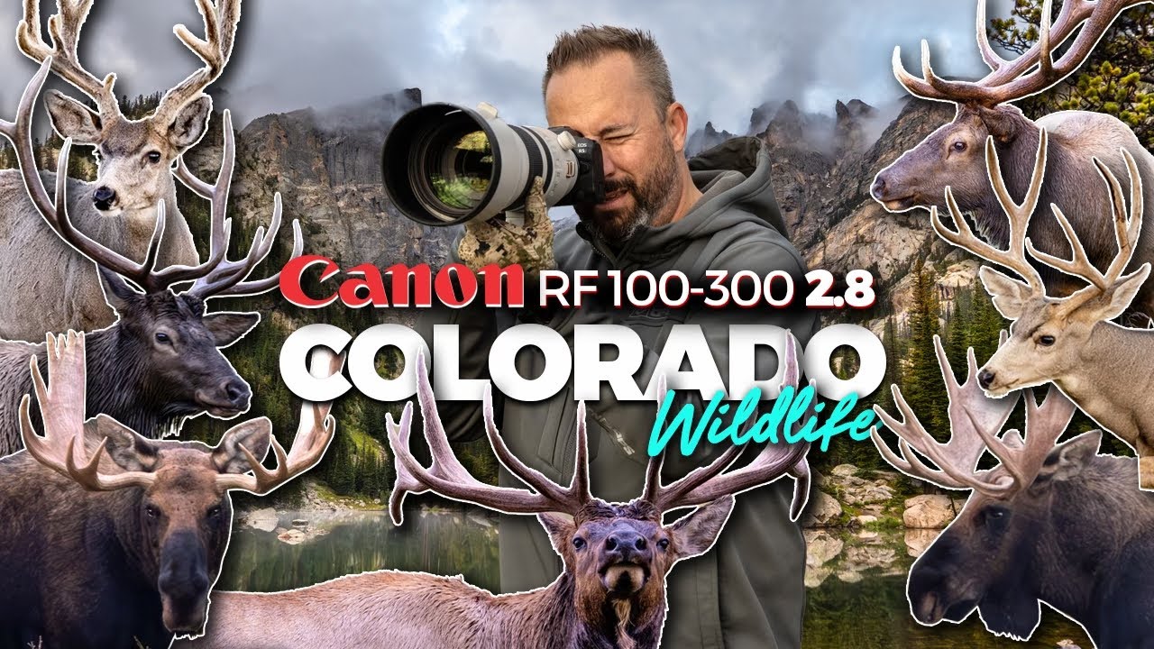 Capturing Colorado Wildlife with the Canon 100-300 RF 2.8 Lens | Epic Photography Journey