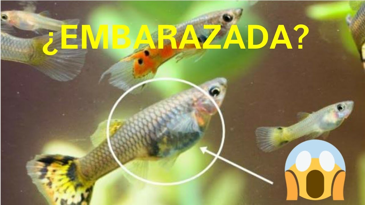 ¿COMO SABER SI MI PEZ GUPPY ESTA EMBARAZADA?