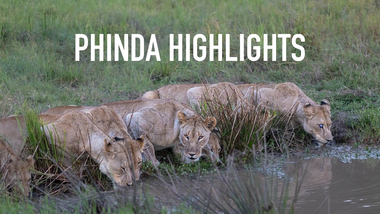 Phinda Highlights | andBeyond Phinda