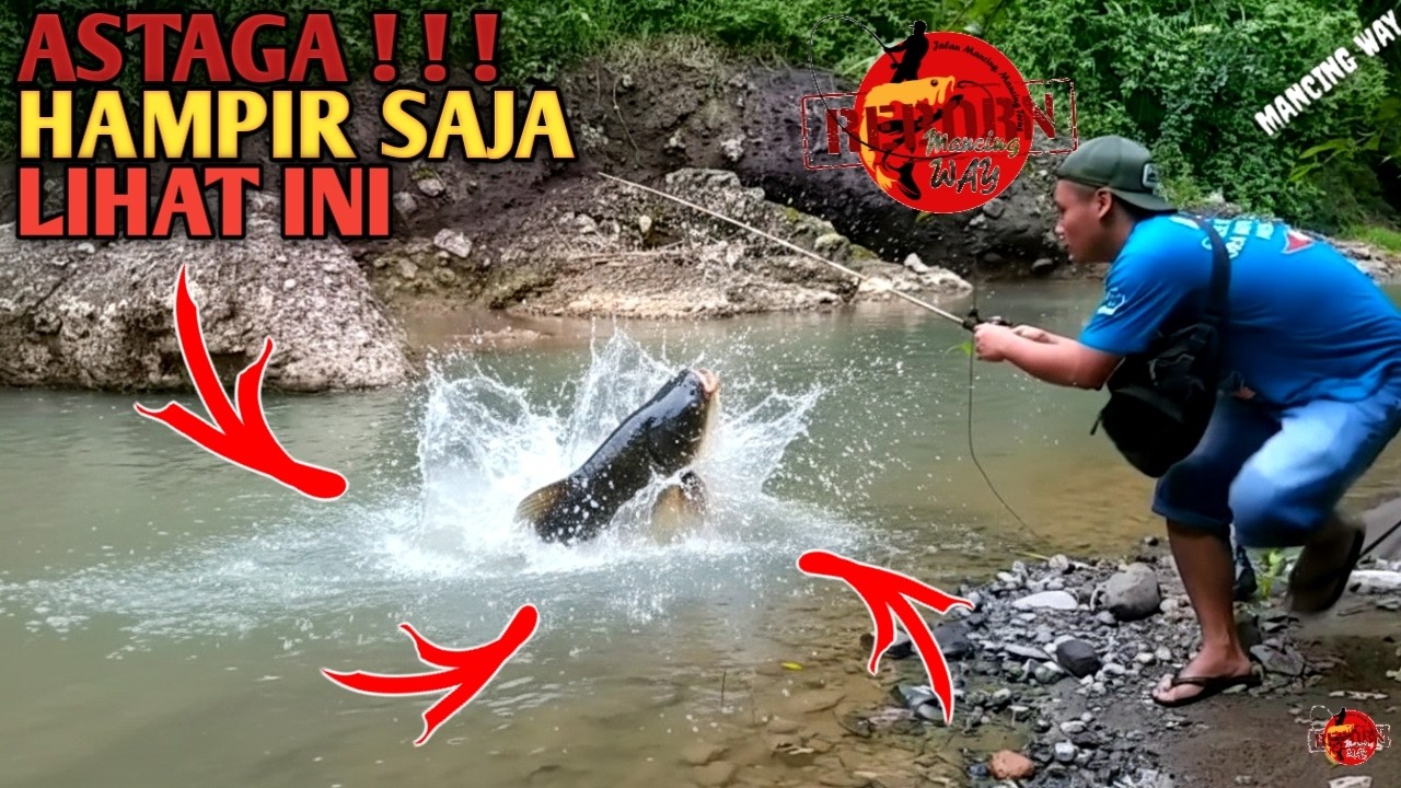 PARAH...!!! Joran Hampir Lenyap Ditarik Ikan Auto Panen Ikan Besar Edan Ngeri