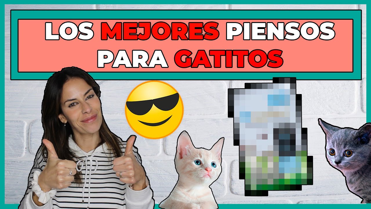 😸 LOS MEJORES PIENSOS PARA GATOS CACHORROS  | TOP 5️⃣ de las mejores MARCAS 💥