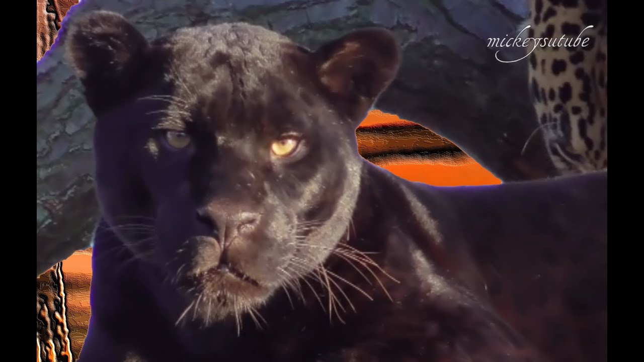 Jaguars Tree Climb