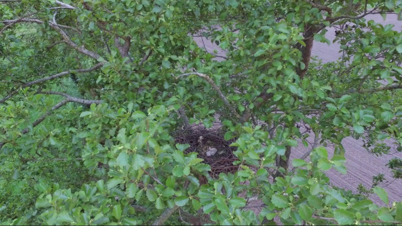 Friesland, The Netherlands Lonely Planet 2018 - Beautiful Nature (Driezum - Rinsma Polle)