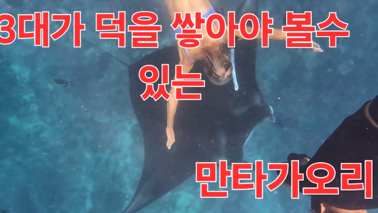 인도네시아 발리 드디어 만타가오리를 만나다.ㅠㅠ (발리한달살기 11)