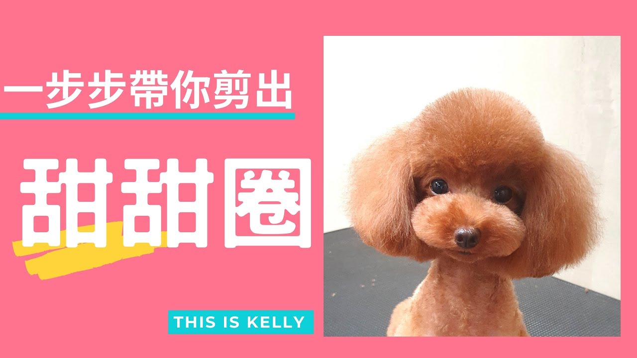 一步步帶你剪出甜甜圈｜凱莉老師 Groomer Kelly｜寵物美容教學｜Poodle Pet Grooming