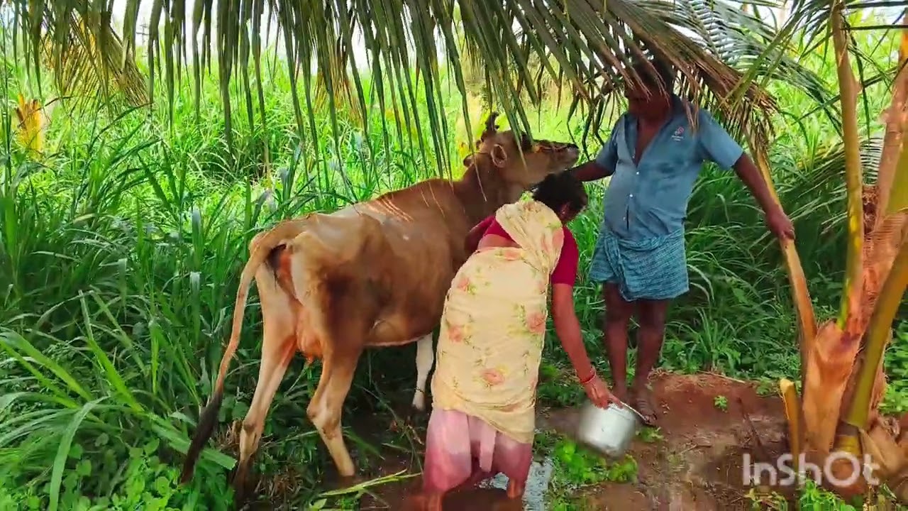 Pongalக்கு நாங்க மாடு கழுவுறோம் / Cow cleaning video 