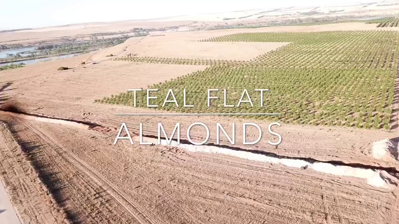 DRONE FOOTAGE AUSTRALIAN ALMONDS : SUMMER 2019