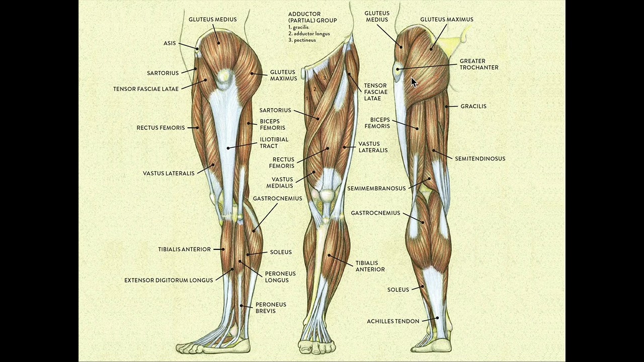 Upper Leg Anatomy