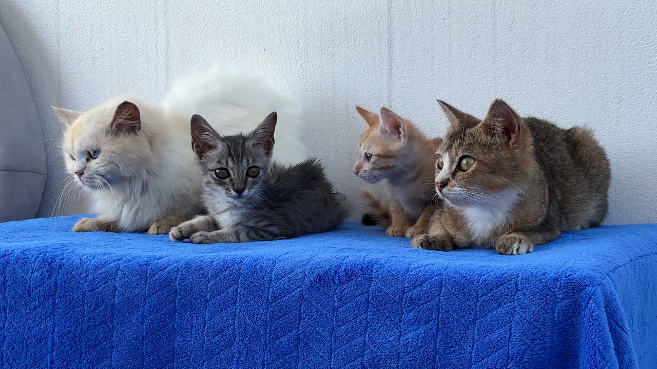 What Happens When Kittens Become the Audience During a Puppy’s Bath? #cutepets #cat #puppy #animal