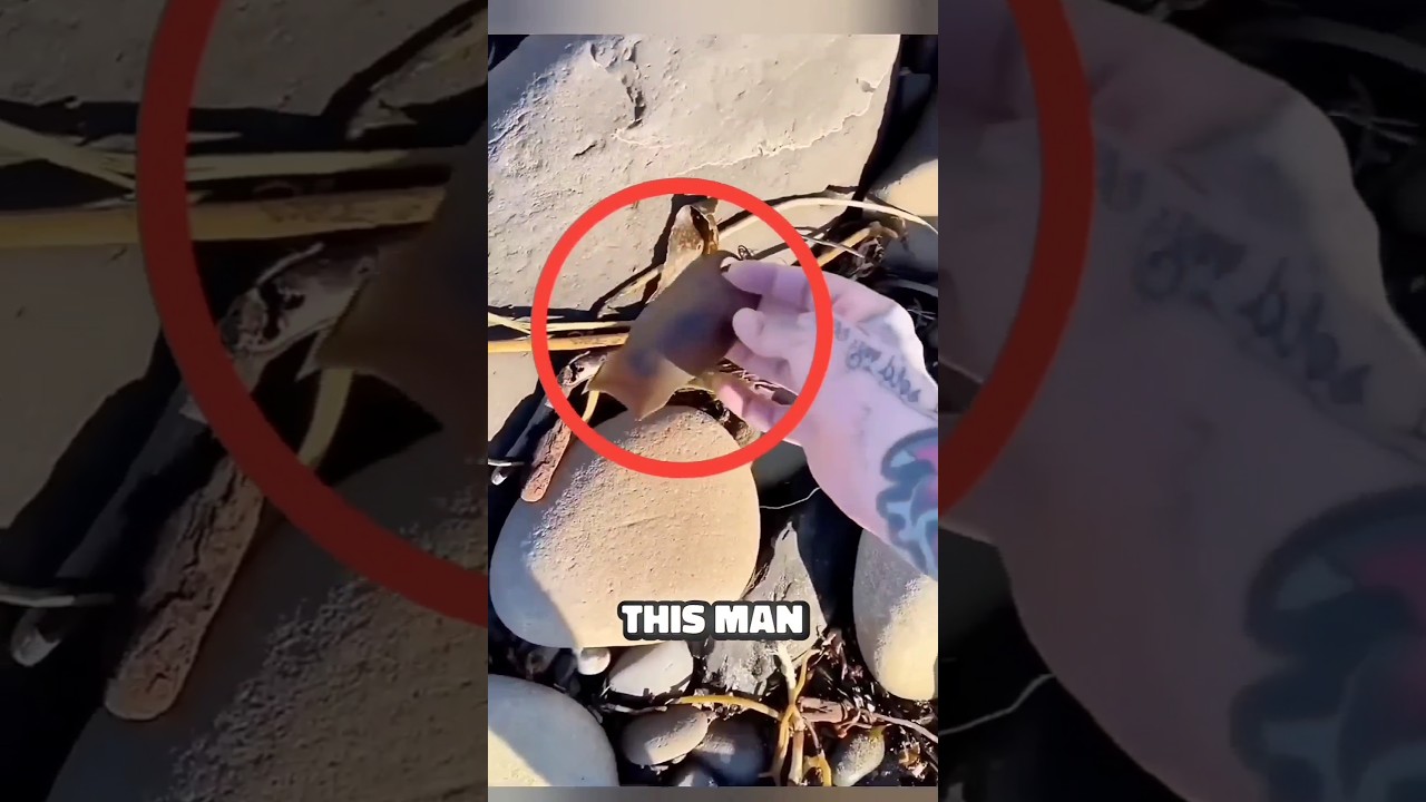 Man Finds Mysterious Egg and Raises a Baby Bamboo Shark 😲 We Love Animals