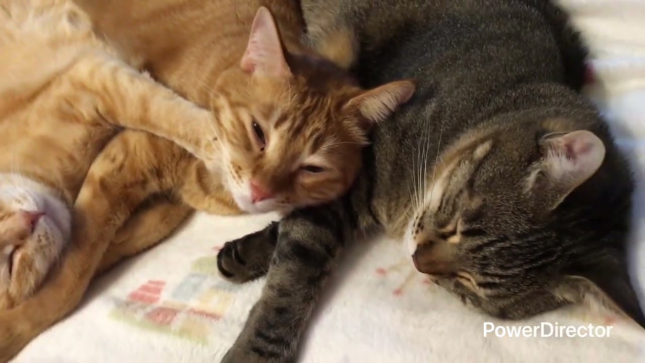 ぎゅっと寄り添って熟睡&hellip;🐾なかよし猫たちの幸せすぎるお昼寝時間😴💖