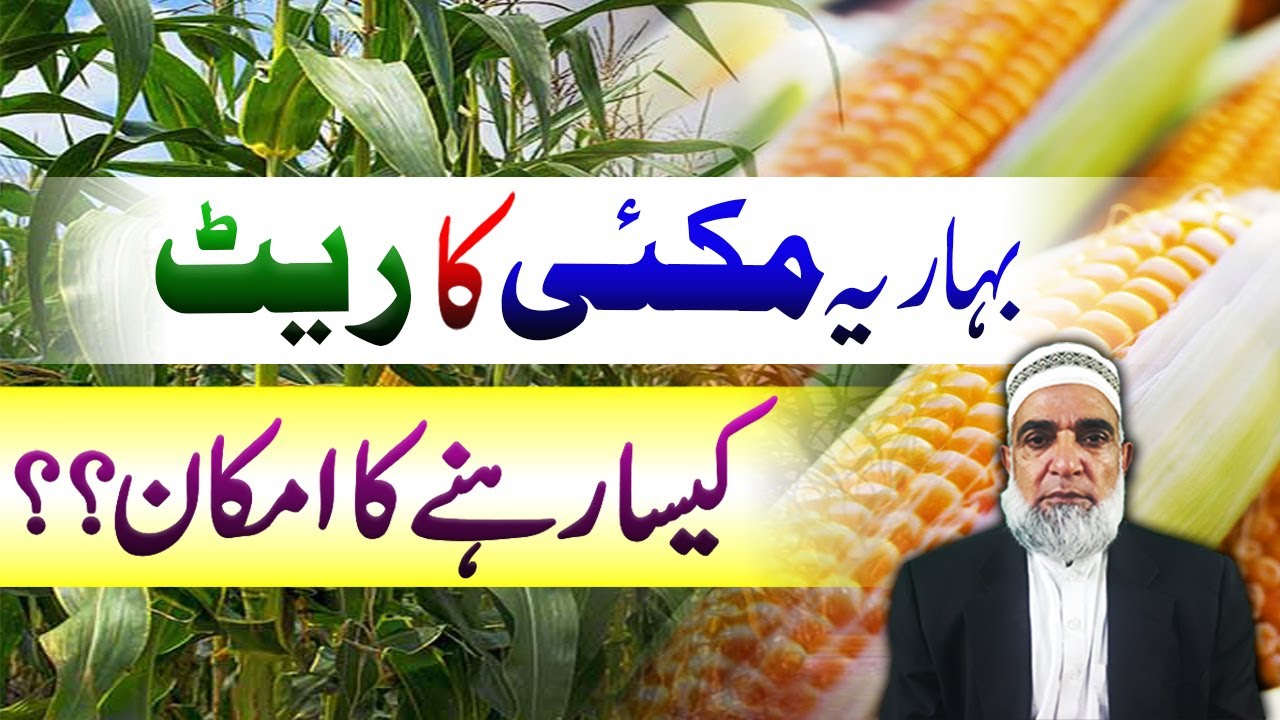 Expected Rate of Spring Maize || Crop Reformer