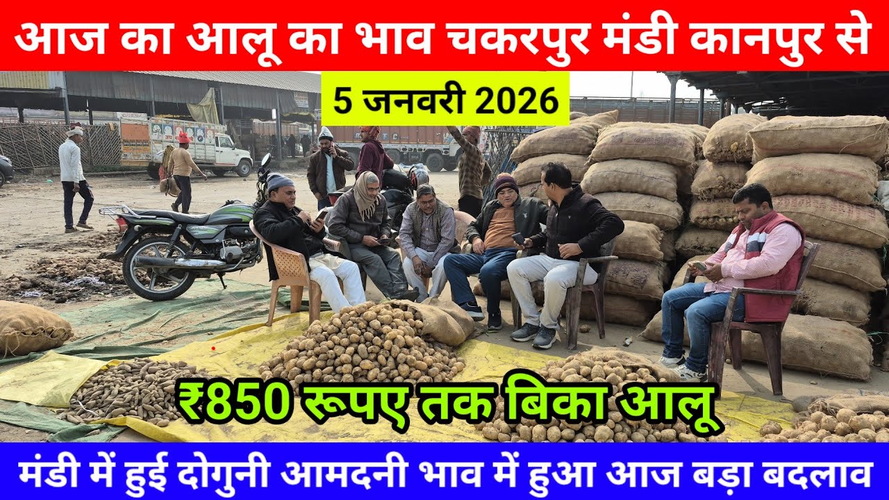 5 जनवरी 2026 आज का आलू का भाव चकरपुर मंडी कानपुर से ₹850 रूपए तक बिका आलू Aalu Ka Bhav