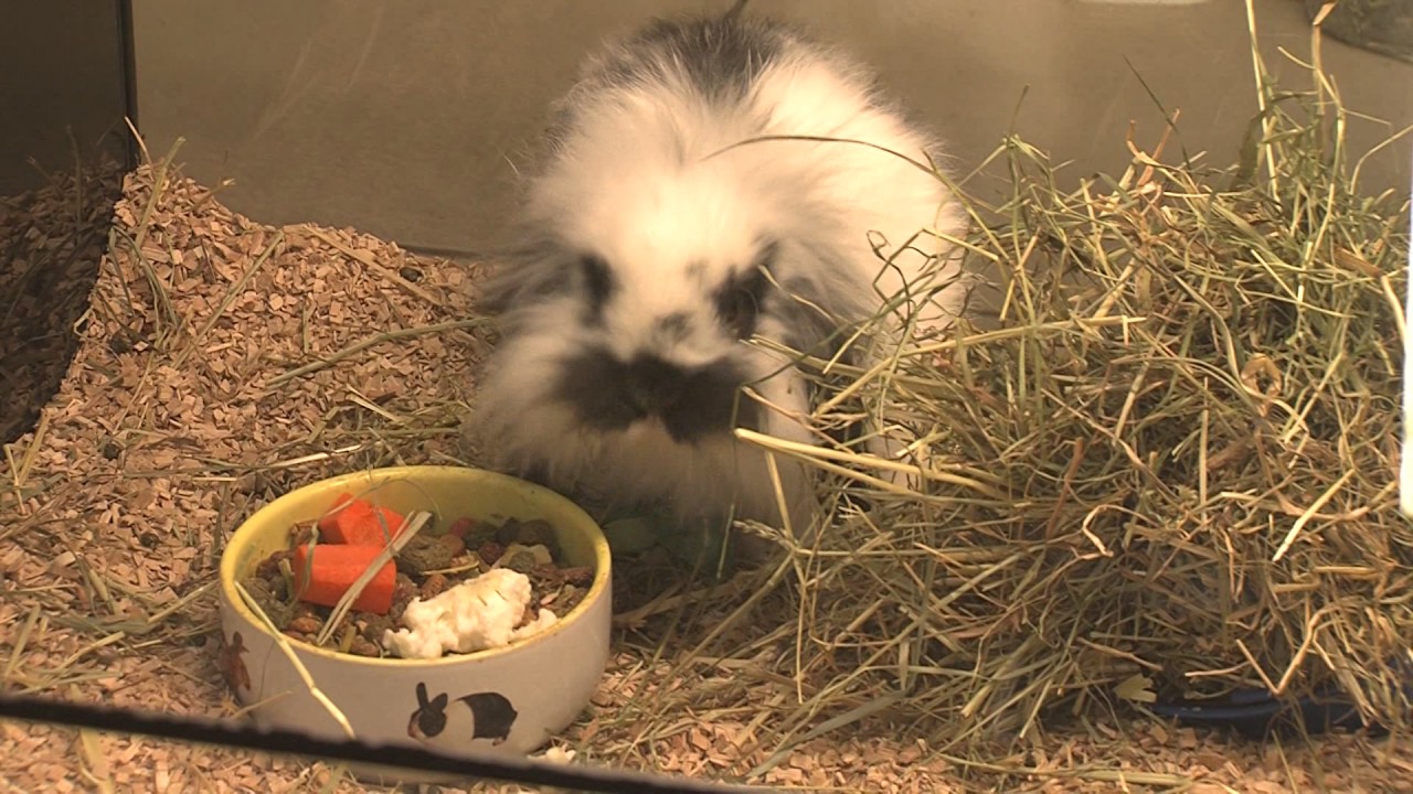ODDAJA ŠTIRI TAČKE   MAREC  2017   GLODALCI KOT DOMAČI HIŠNI LJUBLJENČKI   PREMIUM PET