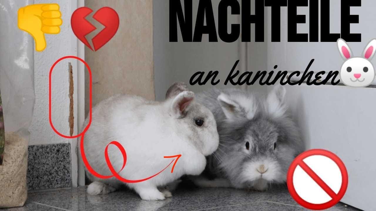 12 NACHTEILE an KANINCHEN 🥲🐰 | M. Mörki