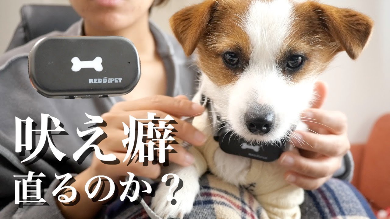 【検証】無駄吠え防止首輪4日間使ってみた/ジャックラッセルテリア/多頭飼い