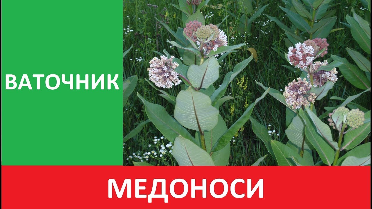 Пасіка. Медоноси: ваточник