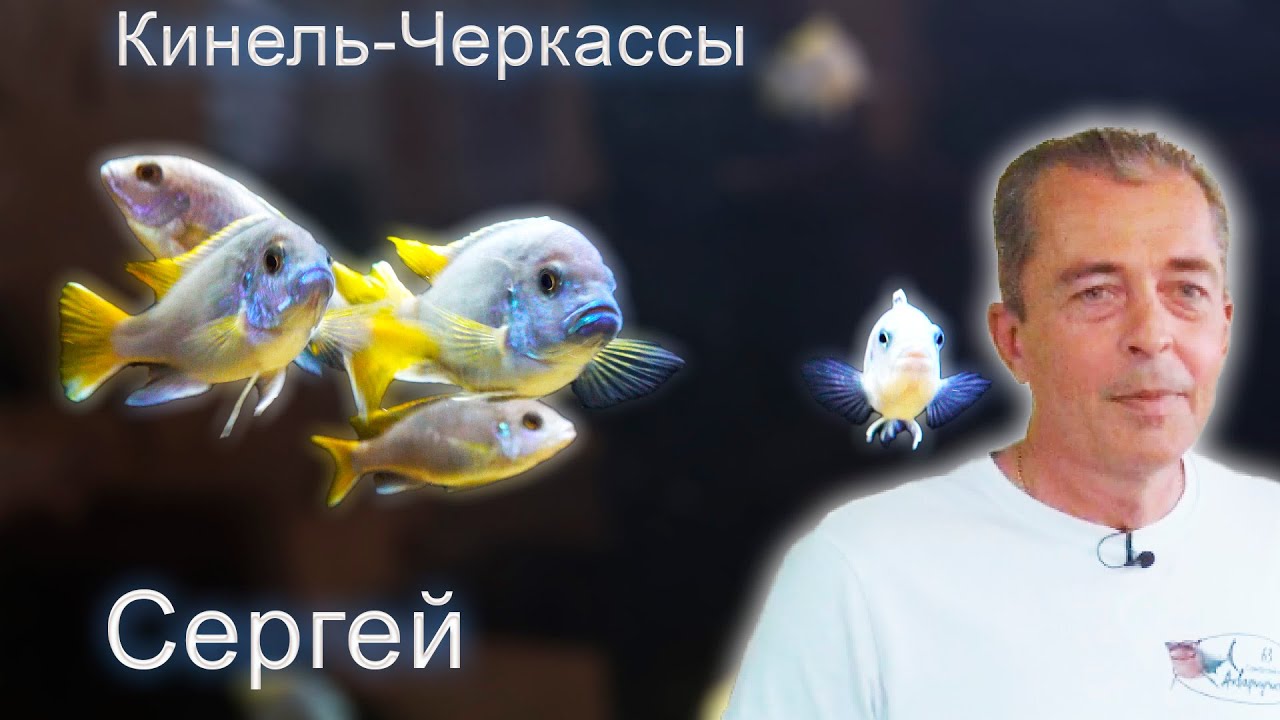 Аквариумы Сергея с.Кинель-Черкассы Самарская обл.