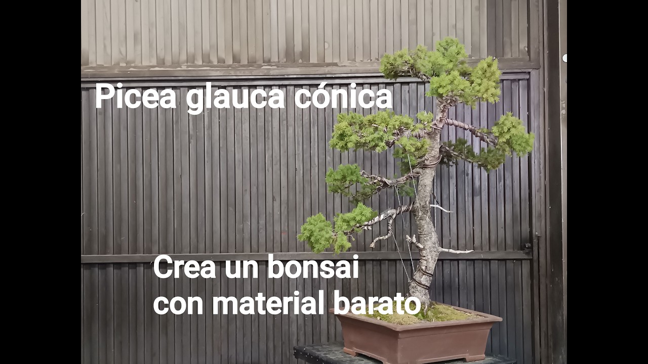 Picea Bonsai. Tips y detalles de esta especie.