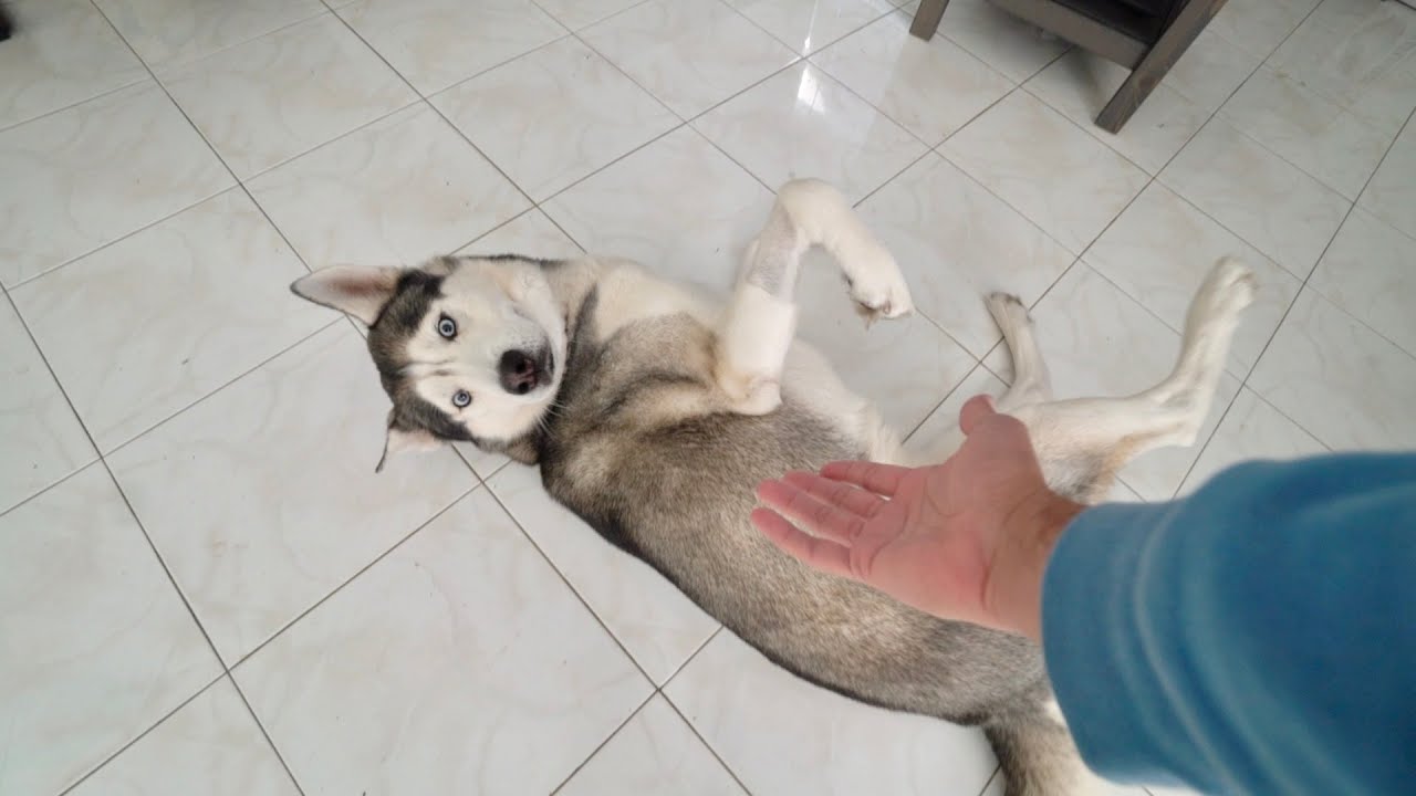 Asking for my dog's paw but with his back turned..
