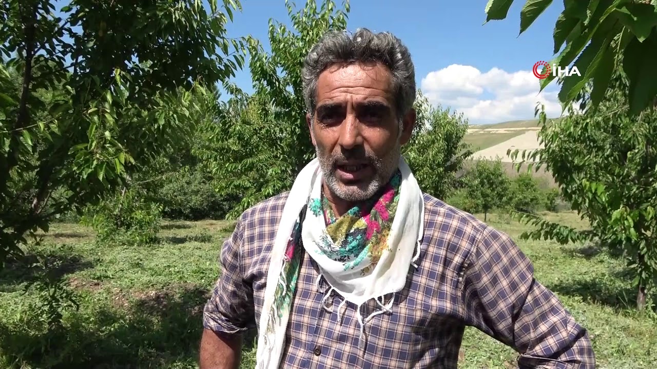 72 Yaşındaki Saliha Nine Devlet Desteğiyle Kiraz Bahçesi Kurdu