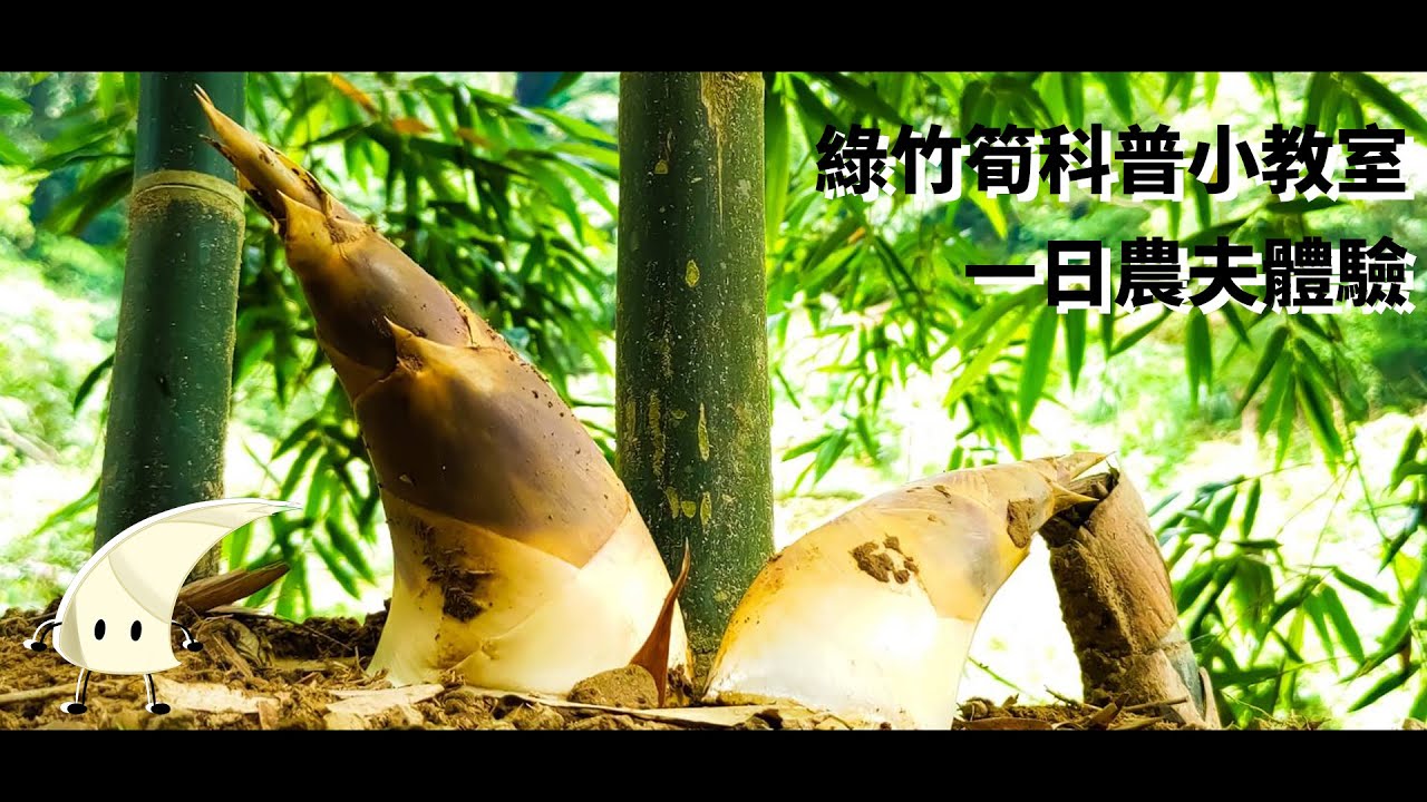 在台北竟然也能採筍子!? 暑假親子旅遊的好去處 | 綠竹筍一日農夫體驗 | 日享SunRiseSharing