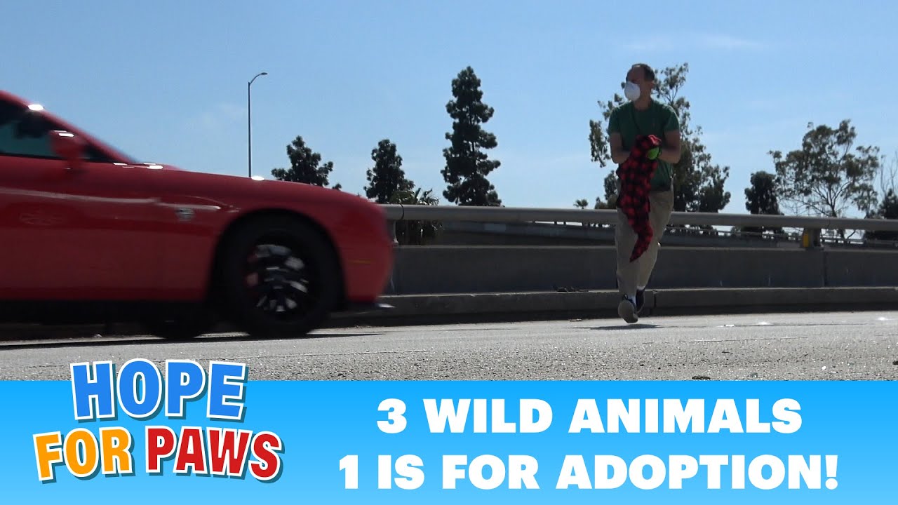 Dangerous rescue on the freeway of an animal from China + 2 more birds. #wildlife