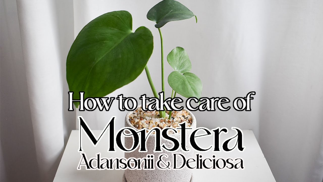 How to care for monstera adansonii and deliciosa