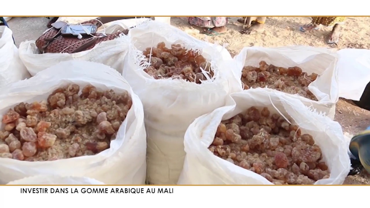 Investir dans la Gomme arabique au Mali