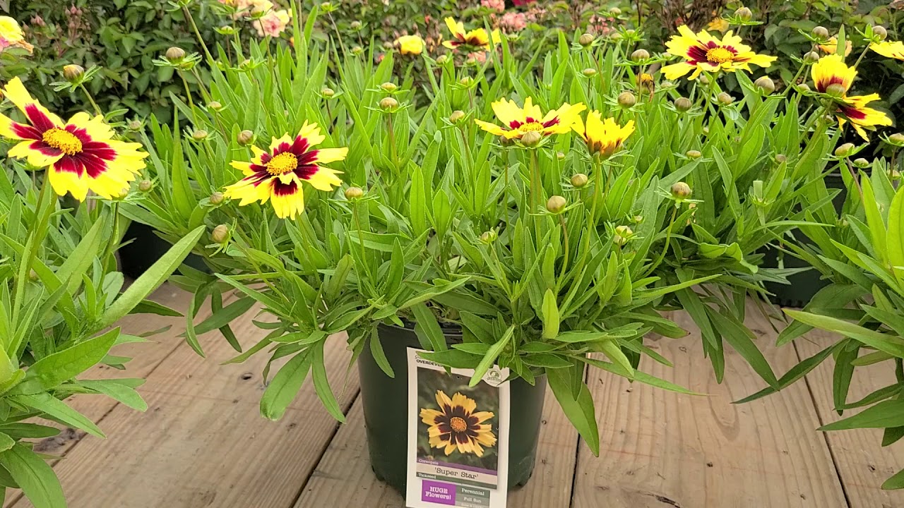 Coreopsis 'Super Star' // LARGEST Flowers, BRIGHT, COLORFUL, Native, Easy to Grow Variety✔