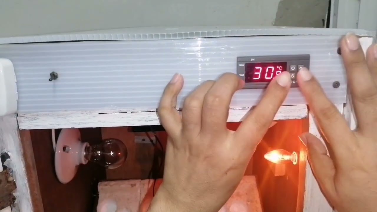 termostato stc 1000 programado correctamente para un excelente resultado 🐣🐤🐥