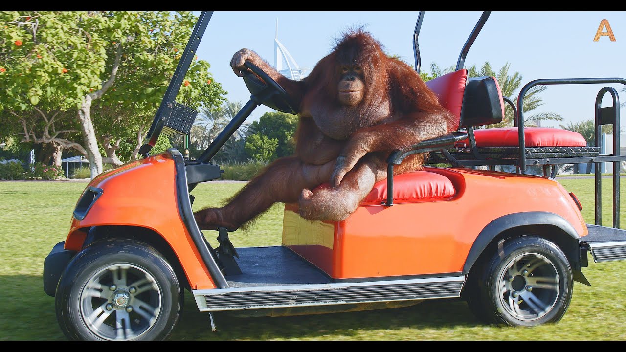 Animalia Orangutan Rambo drives her golf cart