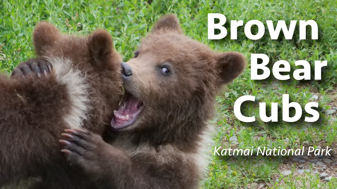 Adorable Bear Cubs of Katmai National Park - A Close-Up Look at Katmai’s Newest Additions