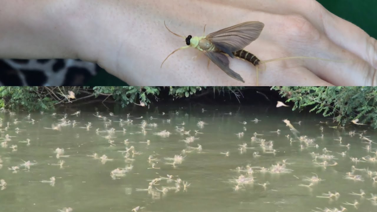 &Oacute;ri&aacute;si Tiszavir&aacute;gz&aacute;s Tiszaf&uuml;reden - #k&eacute;r&eacute;sz #tiszavir&aacute;gz&aacute;s #hungary #tisza #youtube