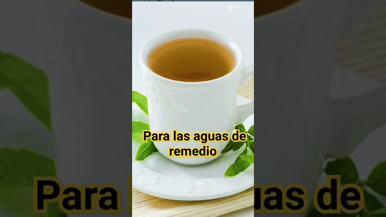 cedrón planta medicinal qué cura muchos males 
