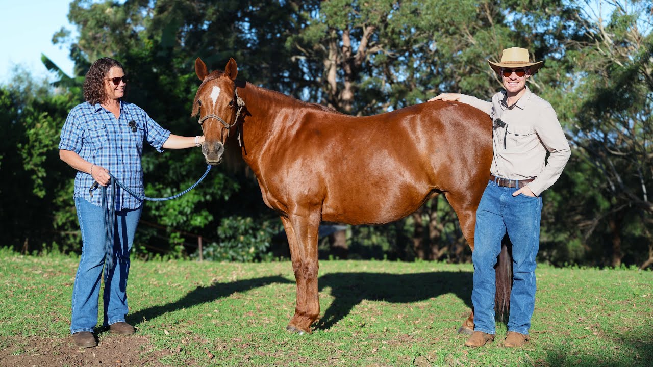 How To Bring a Horse BACK Into Work! KEY Exercises and Tips!