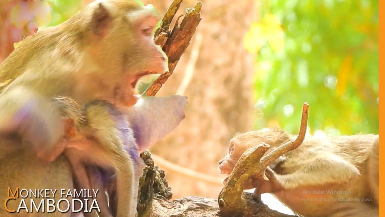 OMG.. Jane Warn Bite & Slap Janet If She Still Disturb Her Sister's wound make Janet Cry Tantrum.