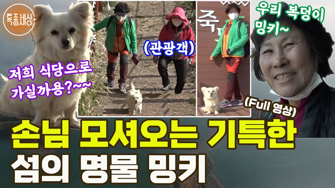 [특종세상] 손님 모셔오는 기특한 견공, 섬의 명물 밍키 [Full영상]