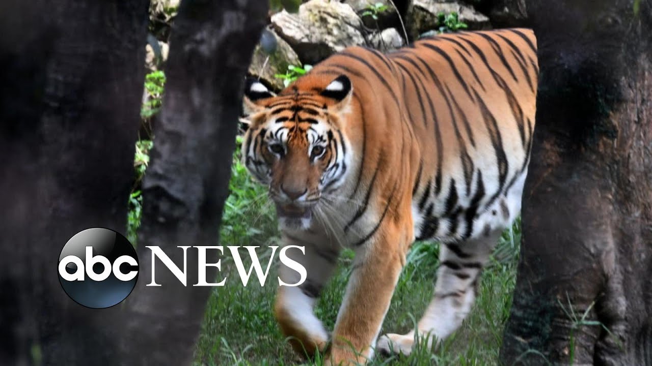 As Nepal&rsquo;s tiger population increases so do attacks