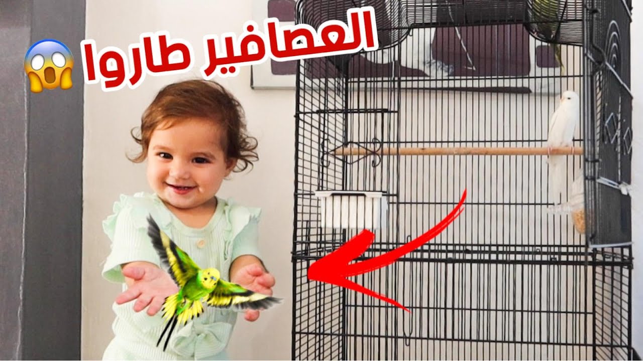بيبي ميريام فتحت قفص العصافير بالغلط (طاروا😭)