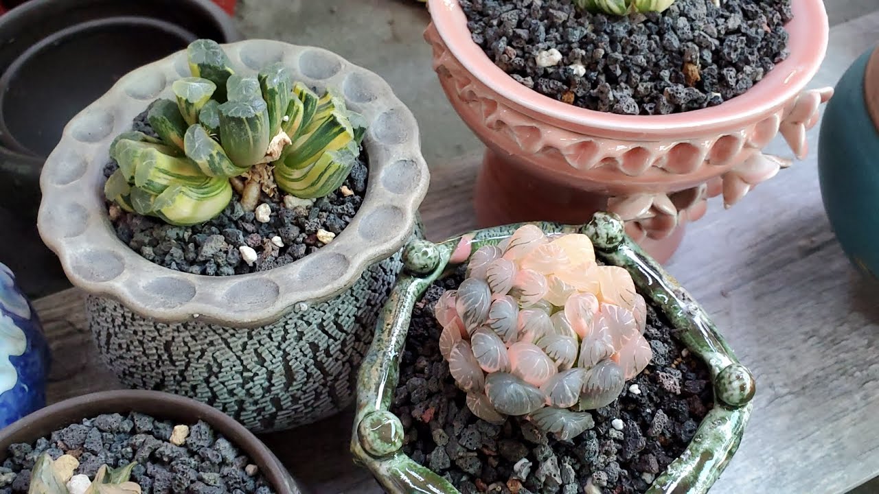 Haworthia on sale 10.01.2024 📞 408 834 5979 LIÊNCHINH 